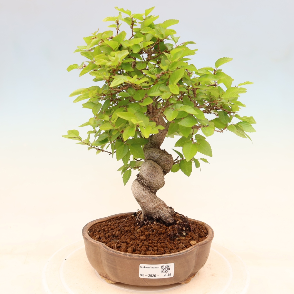 Outdoor bonsai -Carpinus coreana - Korean Hornbeam