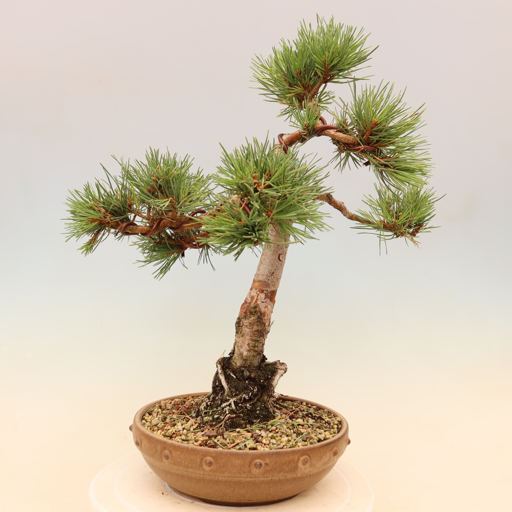 Outdoor Bonsai - Pinus sylvestris 'Watererri' - Scots Pine
