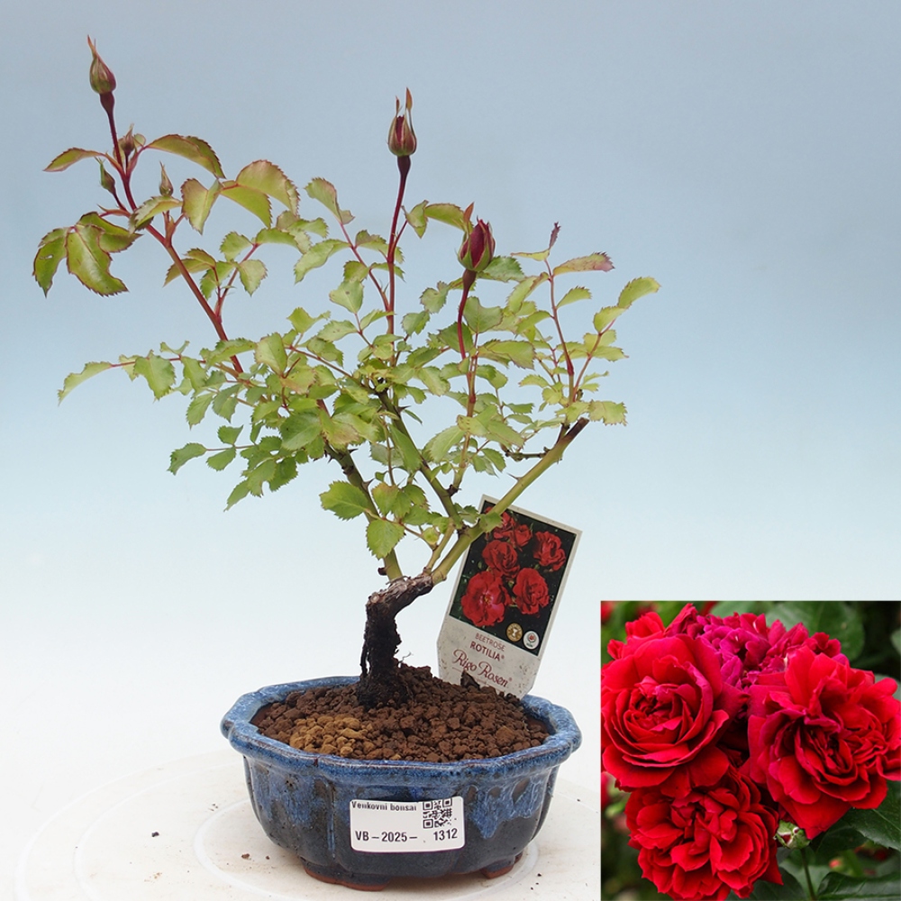 Outdoor bonsai - Rosa Kordes -  rose