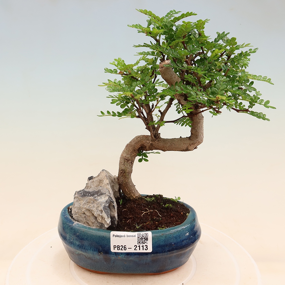 Room bonsai - Zantoxylum piperitum - pepper tree