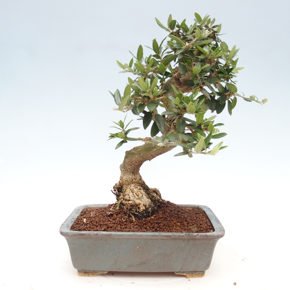 Indoor bonsai - Olea europaea sylvestris - European small-leaved olive oil