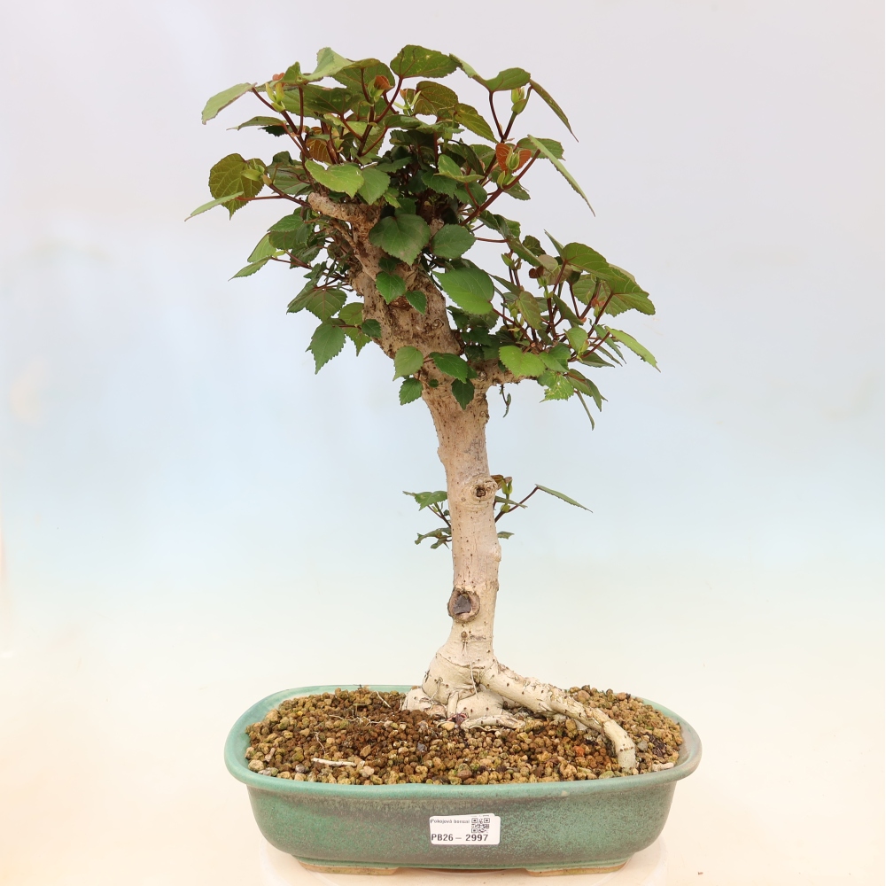 Indoor bonsai - Hibiscus tiliaceus - Sea Hibiscus