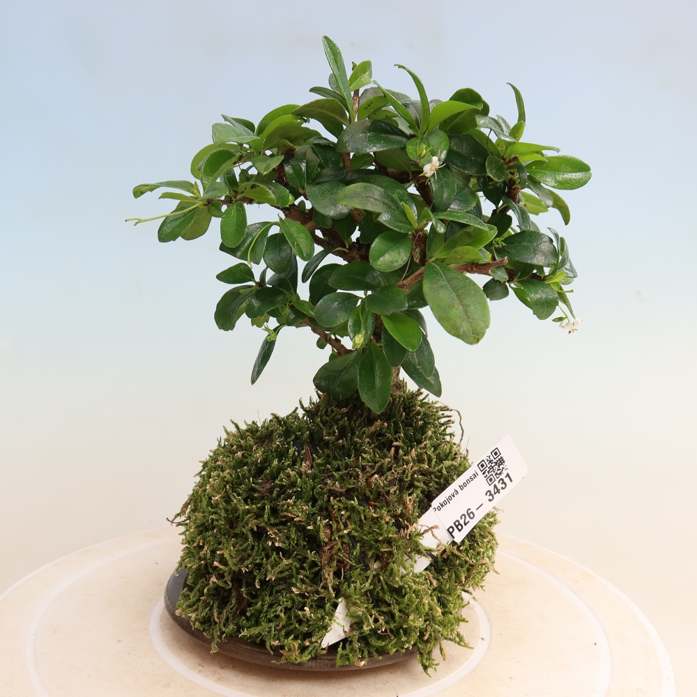 Kokedama with a saucer - Carmona macrophylla - Fuki tea