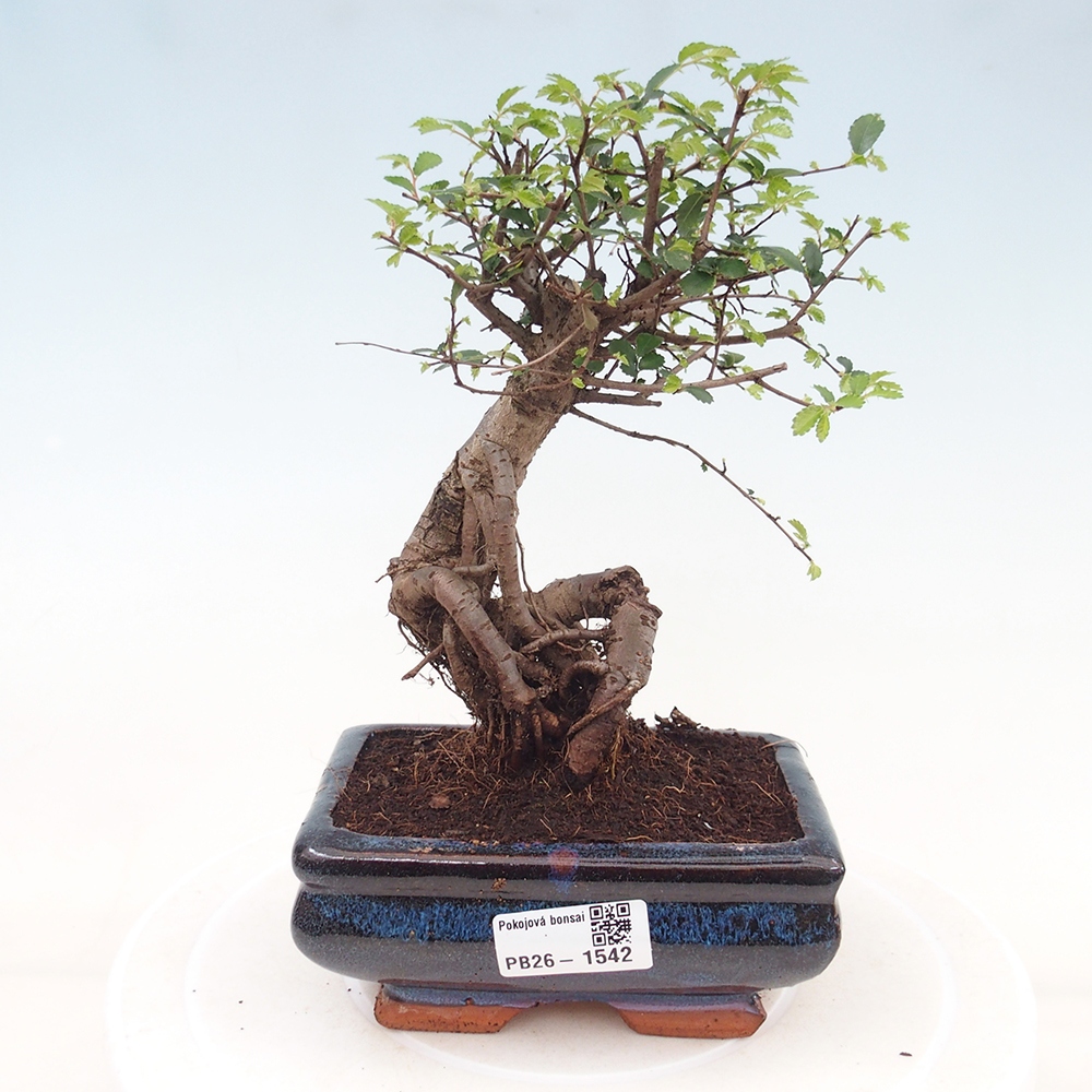 Room bonsai - Ulmus parvifolia - Small-leaved elm
