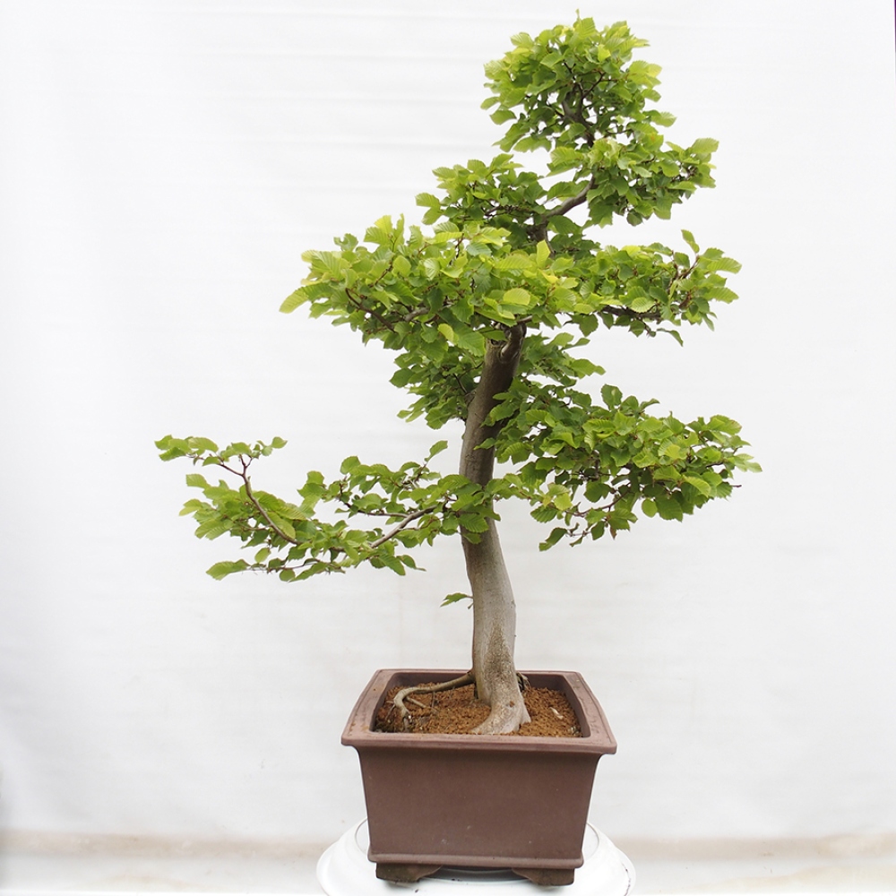 Outdoor bonsai - Hornbeam - Carpinus betulus