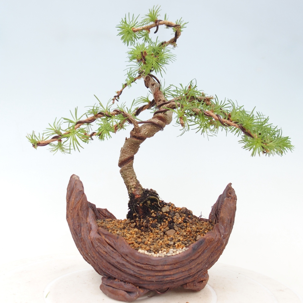 Outdoor bonsai - Larix Kaempferi - Japanese Larch