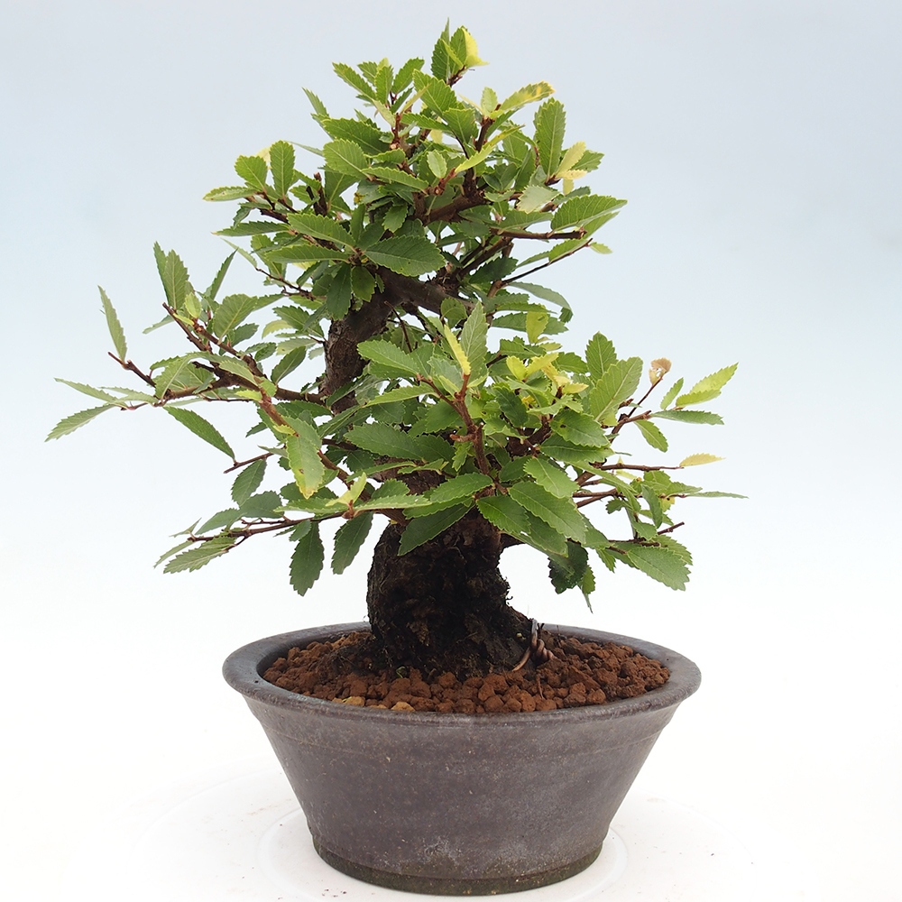 Outdoor bonsai - Zelkova - Zelkova serrata