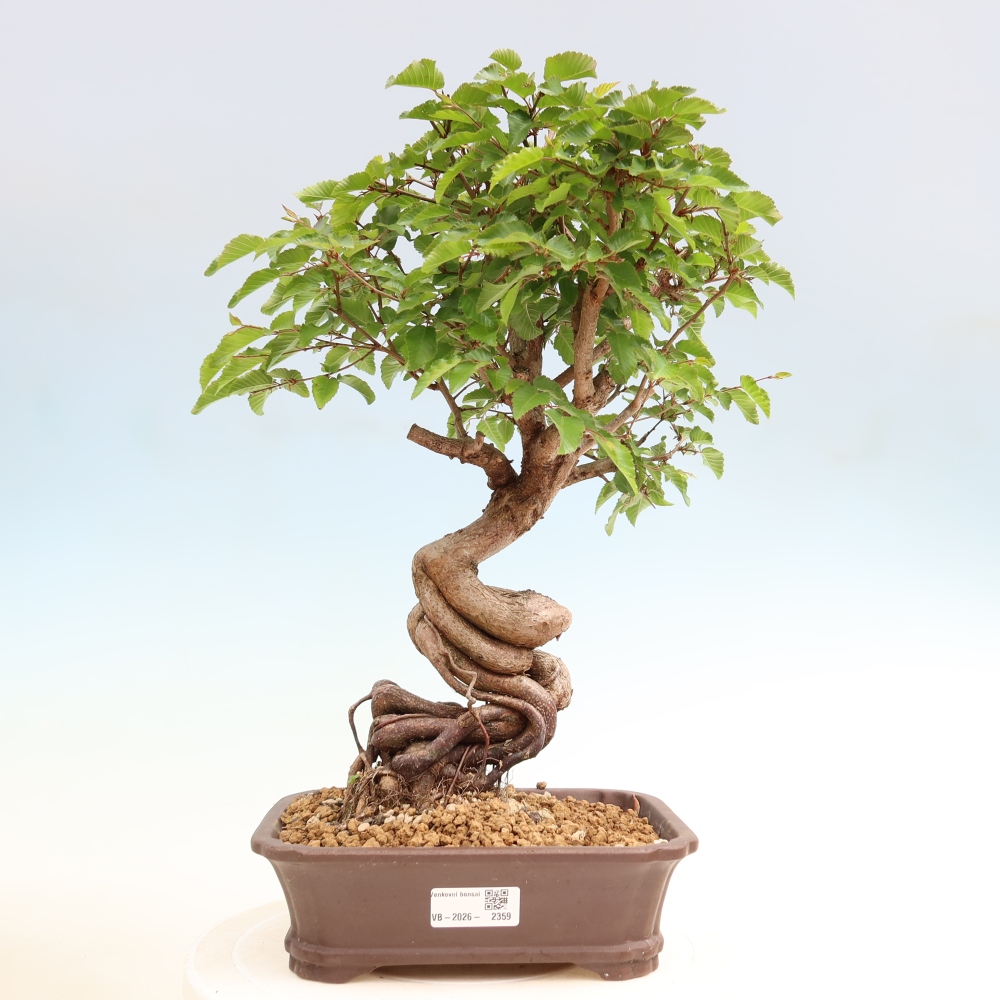 Outdoor bonsai -Carpinus coreana - Korean Hornbeam