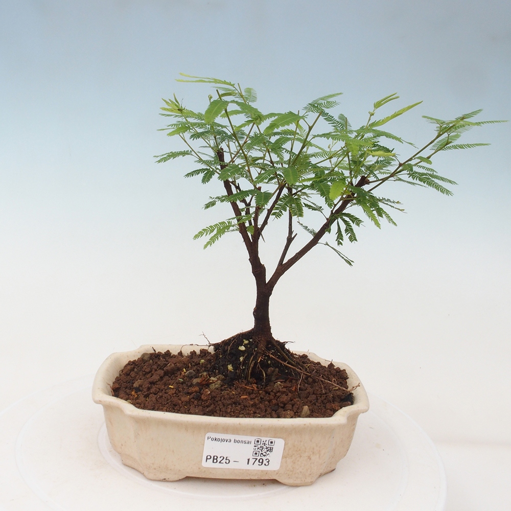 Room bonsai-Calliandra surinamensis Dixie Pink -Kaliandra of Suria
