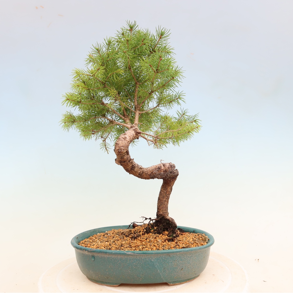 Outdoor bonsai - Spruce - Picea glauca globe
