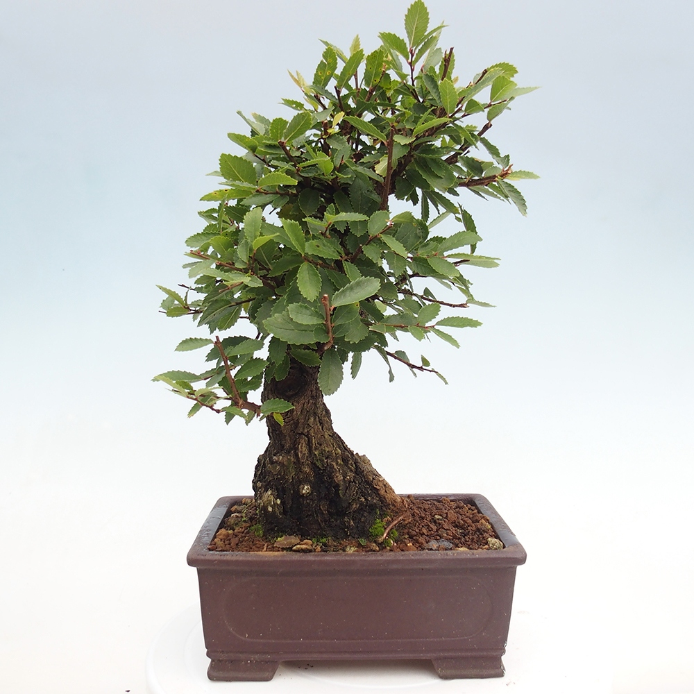 Outdoor bonsai - Zelkova - Zelkova serrata