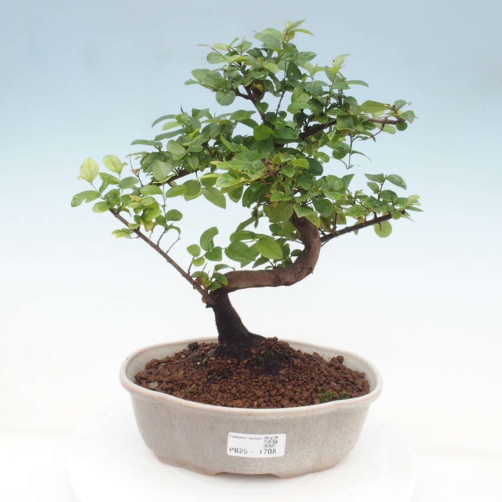 Indoor bonsai - Sagerécie thea - Sagerécie thea