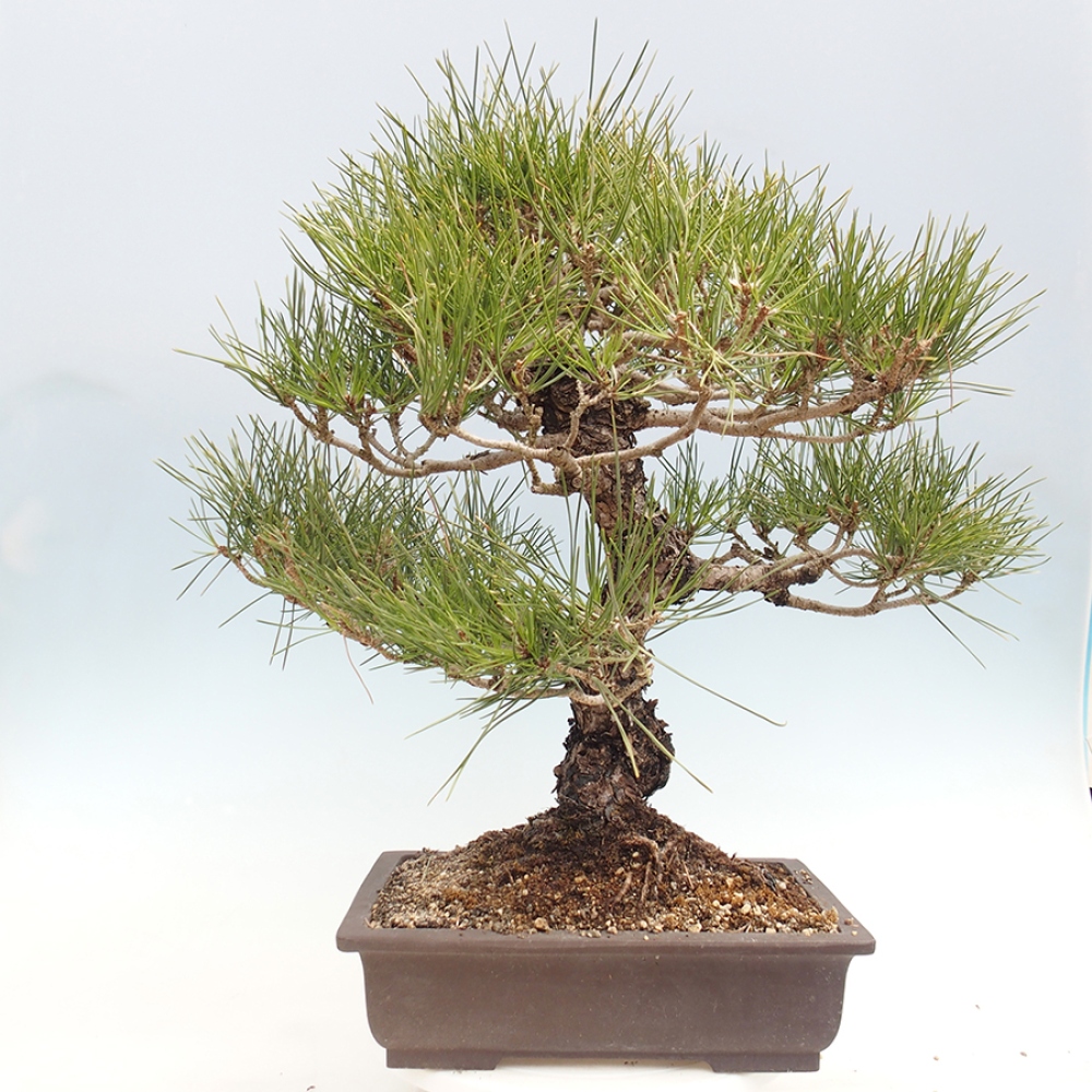 Outdoor bonsai - Pinus thunbergii - Thunberg pine