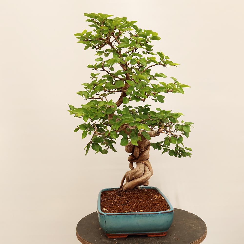 Outdoor bonsai - Carpinus Coreana - Korean hornbeam