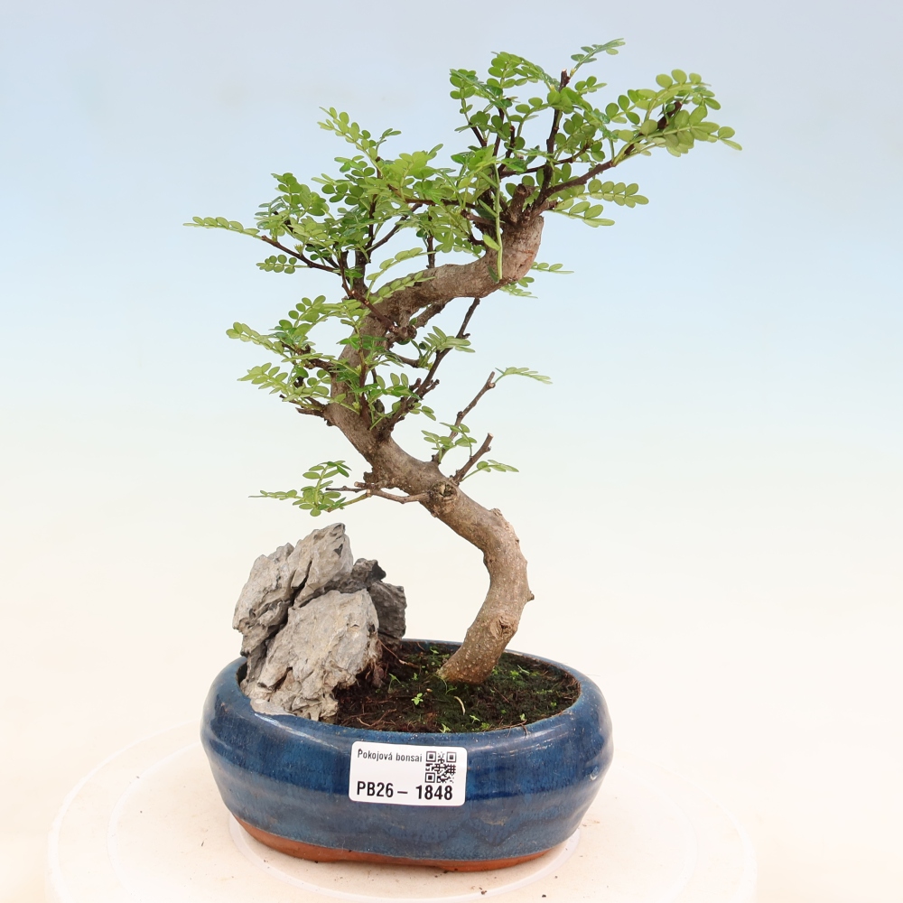 Room bonsai - Zantoxylum piperitum - pepper tree
