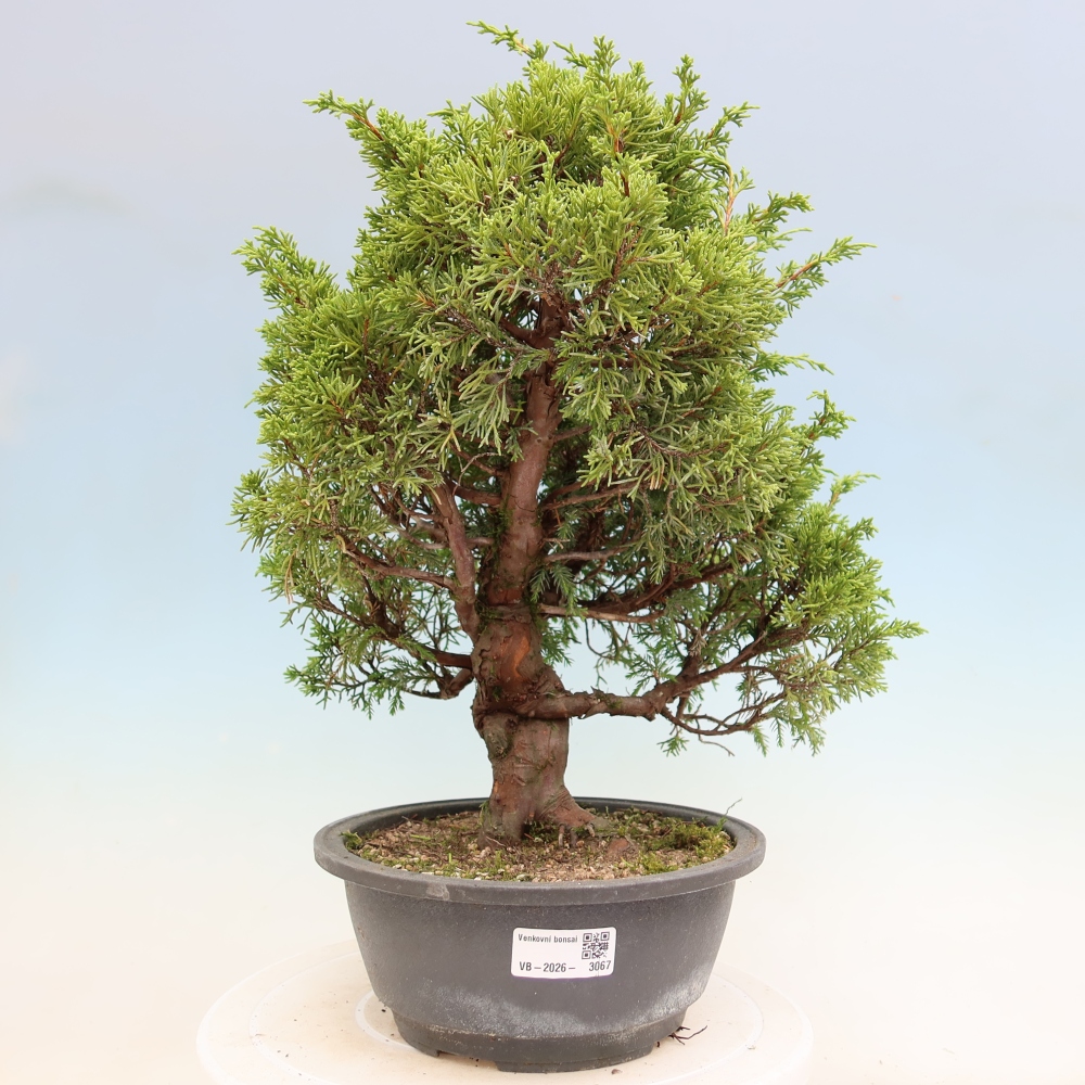 Outdoor Bonsai - Juniperus chinensis Itoigawa - Chinese Juniper