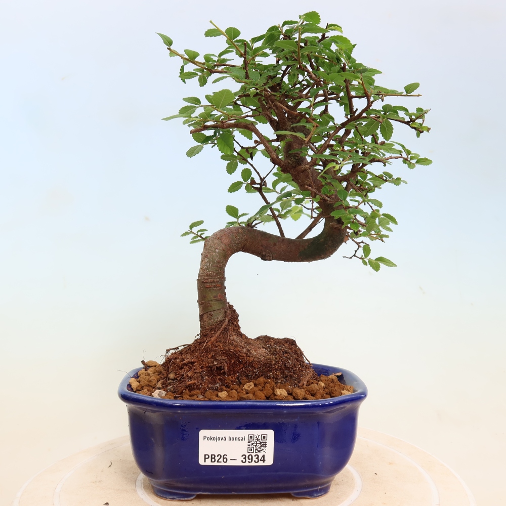 Room bonsai - Ulmus parvifolia - Small-leaved elm