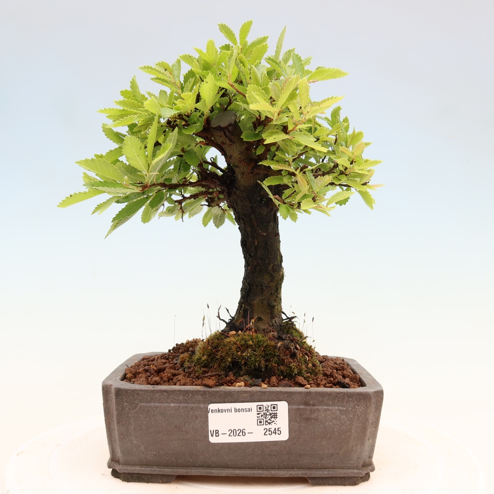 Outdoor bonsai - Zelkova - Zelkova NIRE