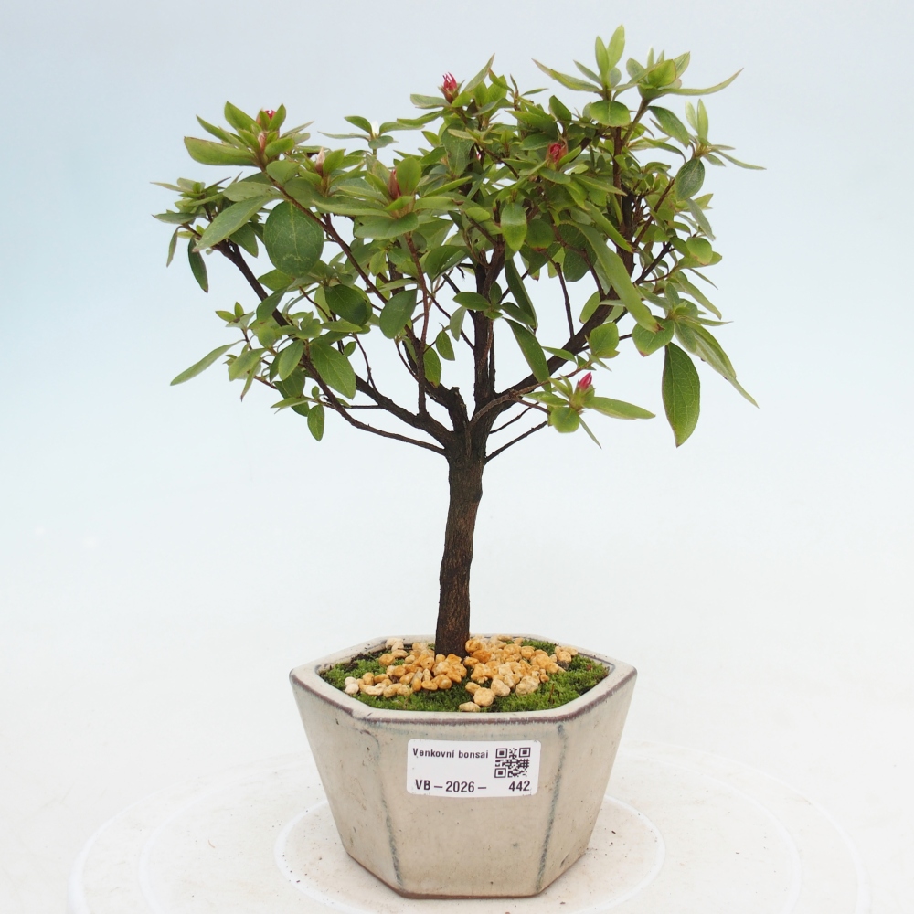 Outdoor bonsai - Japanese azalea - Azalea sp.