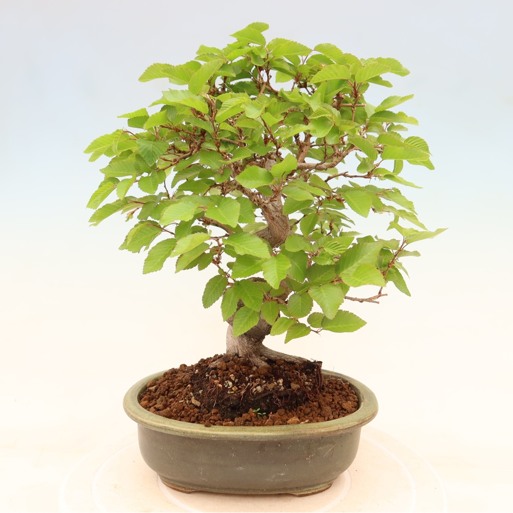 Outdoor bonsai -Carpinus coreana - Korean Hornbeam