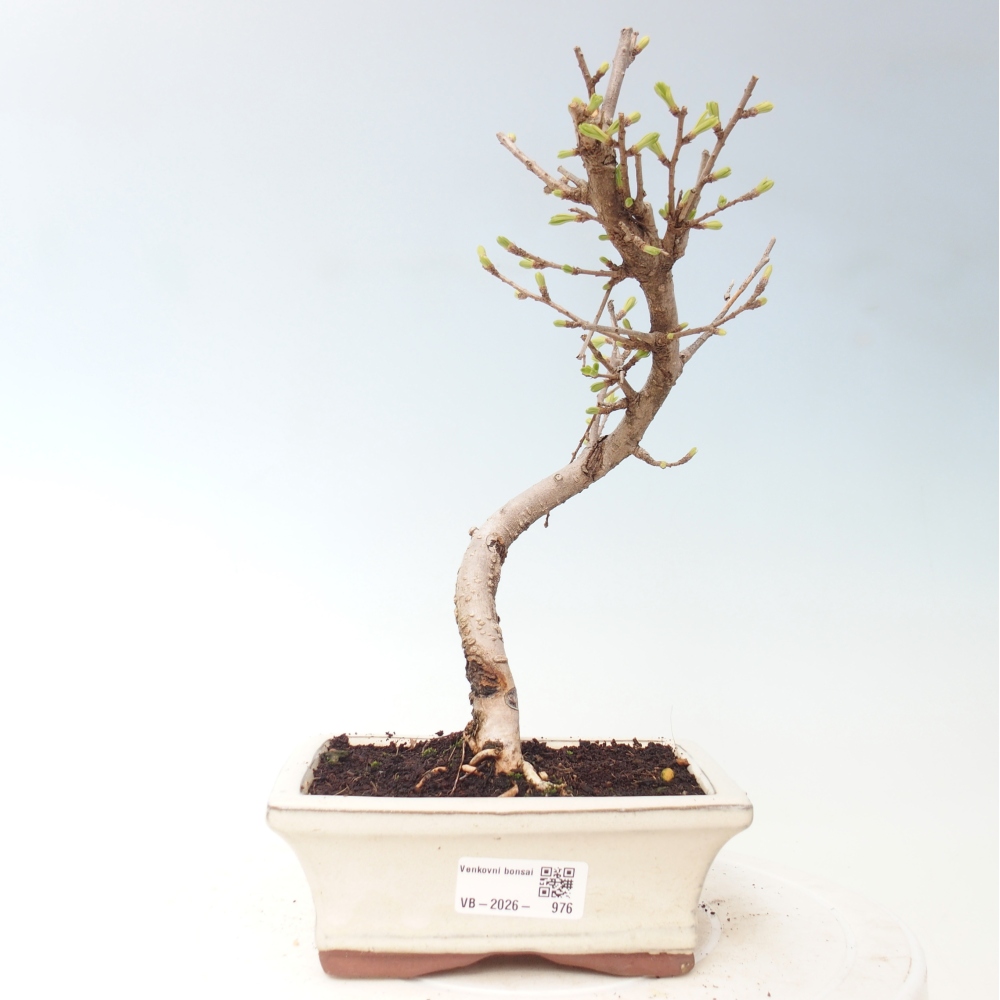 Outdoor bonsai -Pseudolarix amabis-Pseudolarix amabis