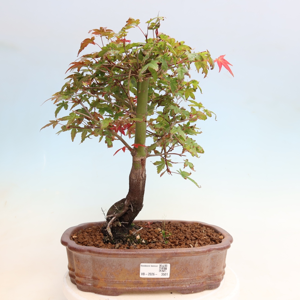 Outdoor bonsai - Acer palmatum DESHOJO