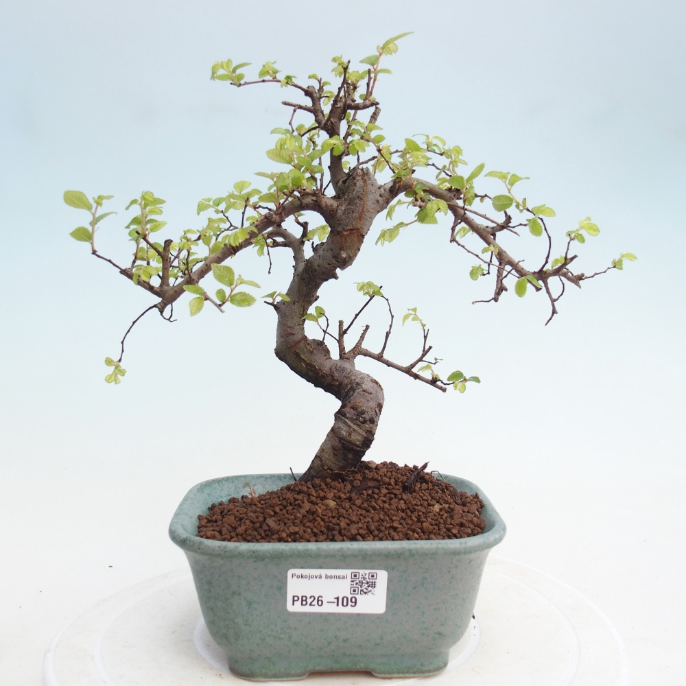Room bonsai - Ulmus parvifolia - Small-leaved elm