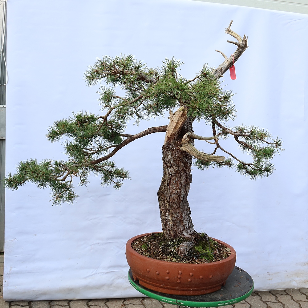 Pinus sylvestris Spain - Scots pine
