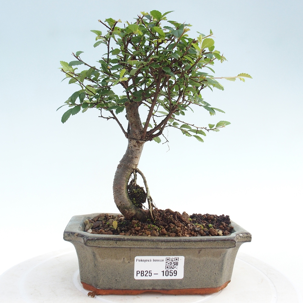 Indoor bonsai - Ulmus parvifolia - Small-leaved elm