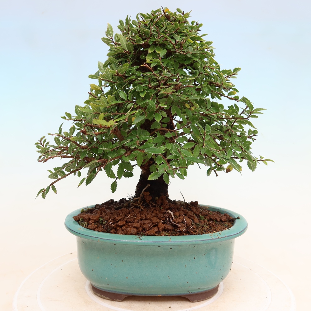 Outdoor bonsai - Zelkova - Zelkova NIRE
