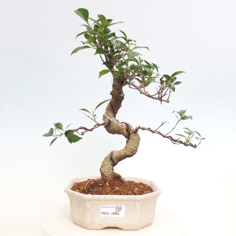 Room bonsai - Ficus retusa - small-leaved ficus