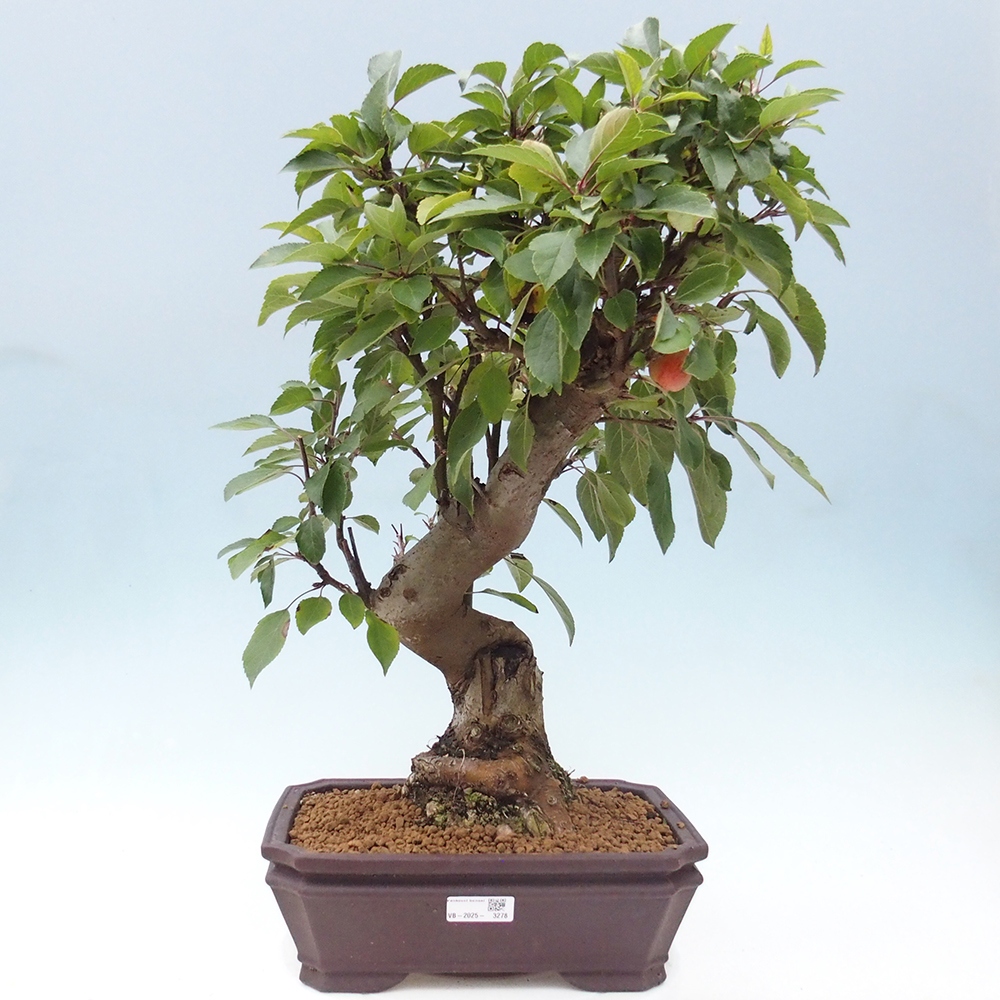 Outdoor bonsai - Malus halliana - Small-fruited apple tree