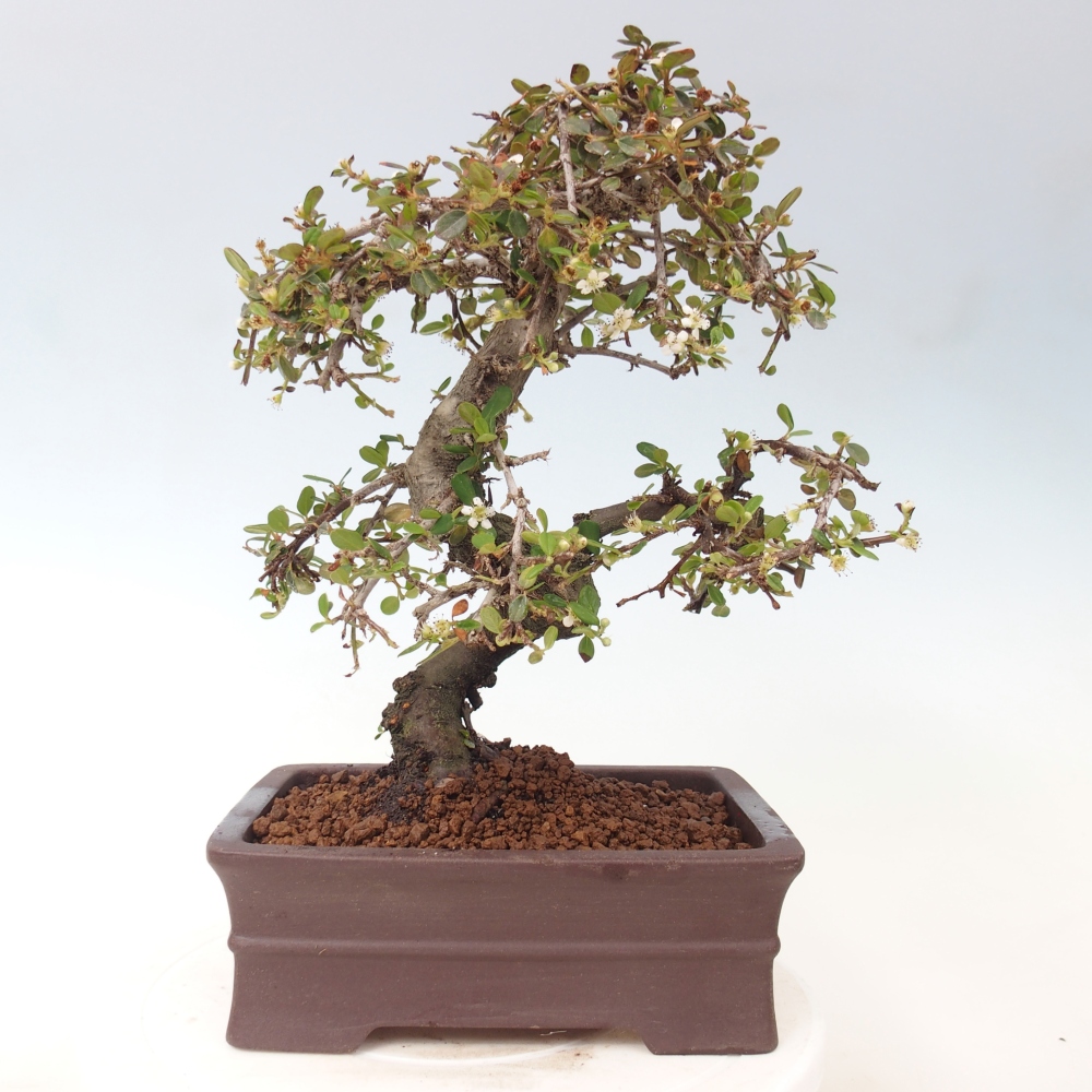 Outdoor bonsai-Cotoneaster dammeri - Damer's Rock