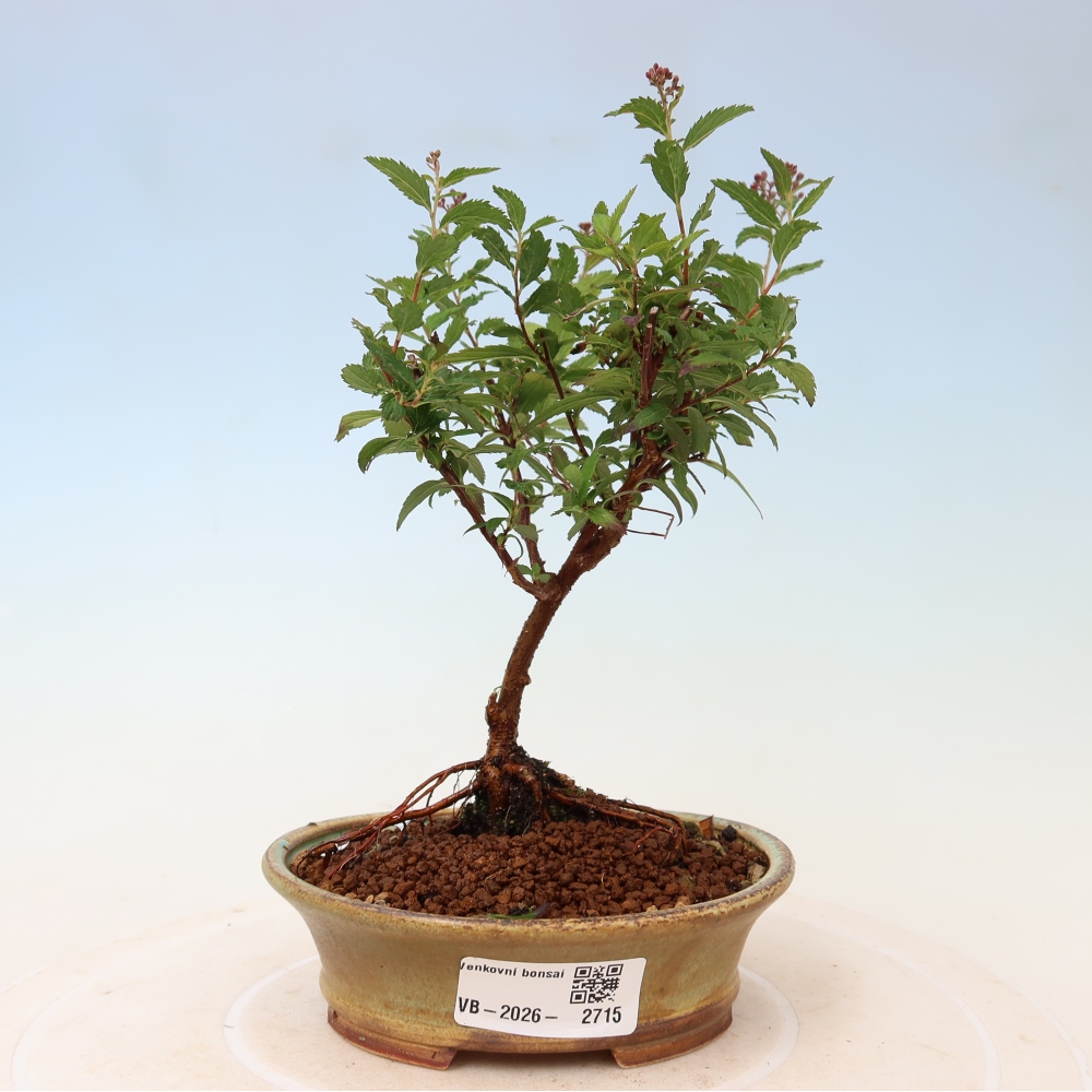 Outdoor Bonsai - Japanese Spirea - Spirea japonica 'Anthony Waterer'