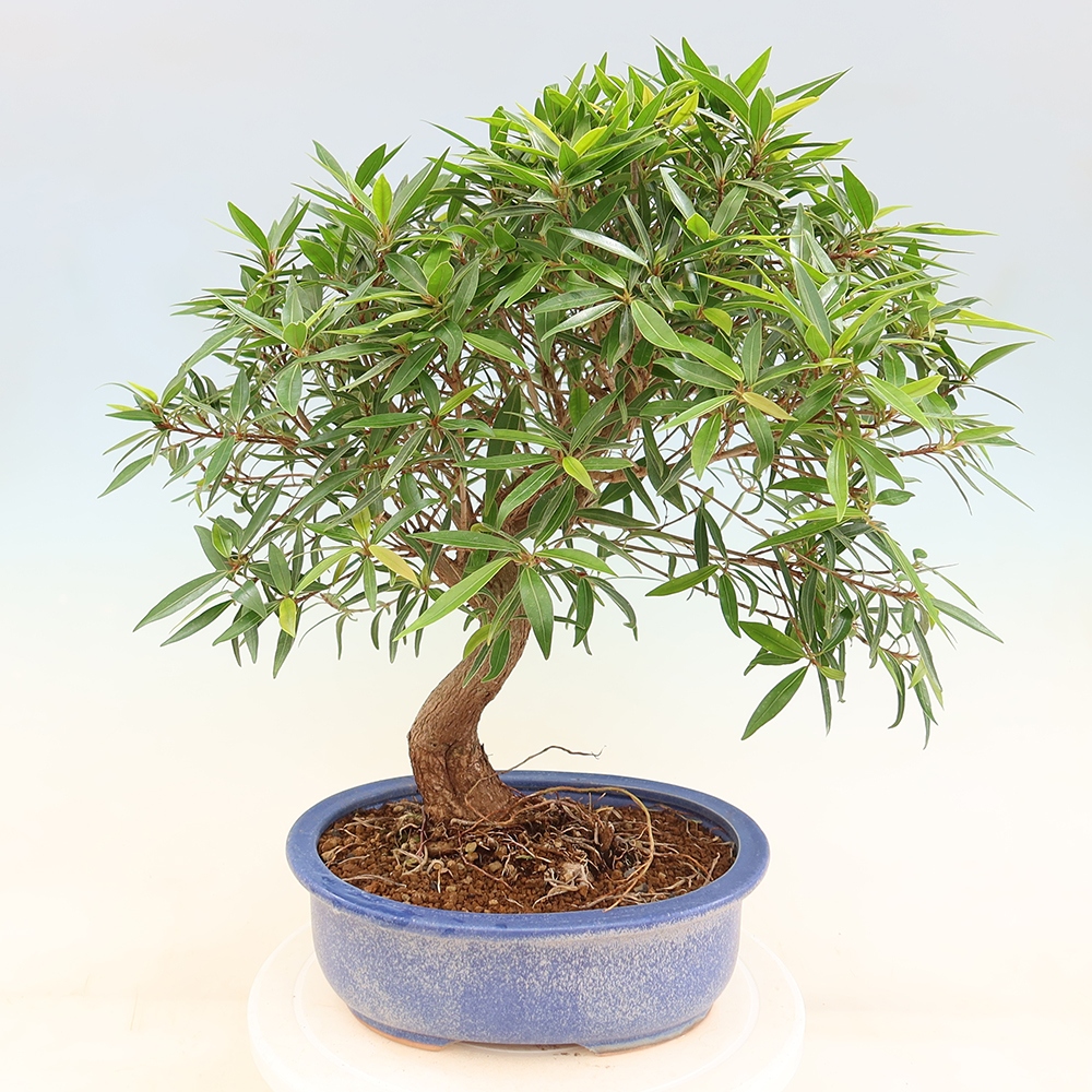 Room bonsai - Ficus nerifolia - small-leaved ficus