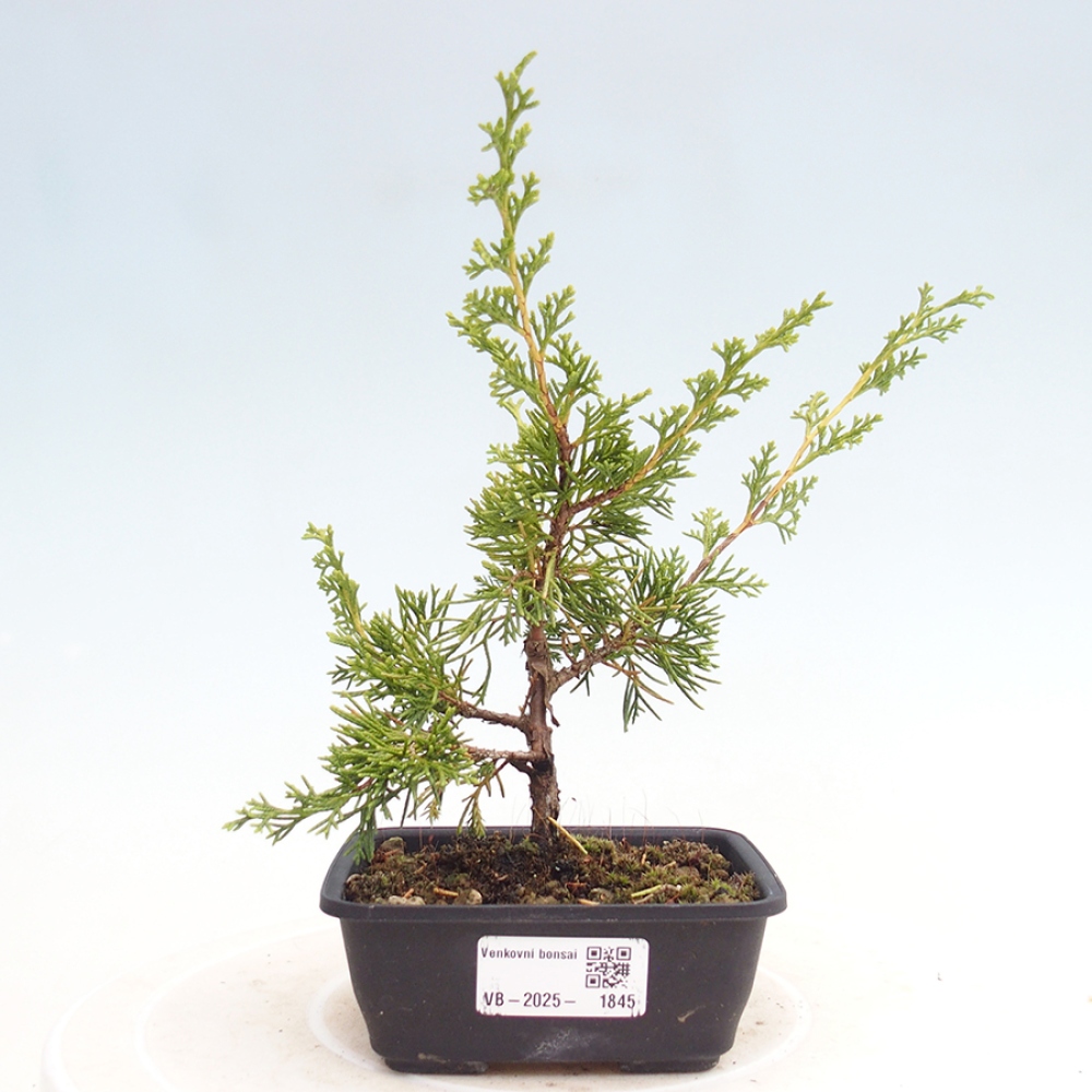 Outdoor bonsai - Juniperus chinensis Itoigawa - Chinese juniper