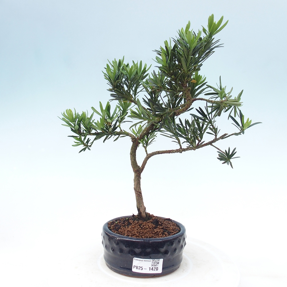 Indoor bonsai - Podocarpus - Stone thous