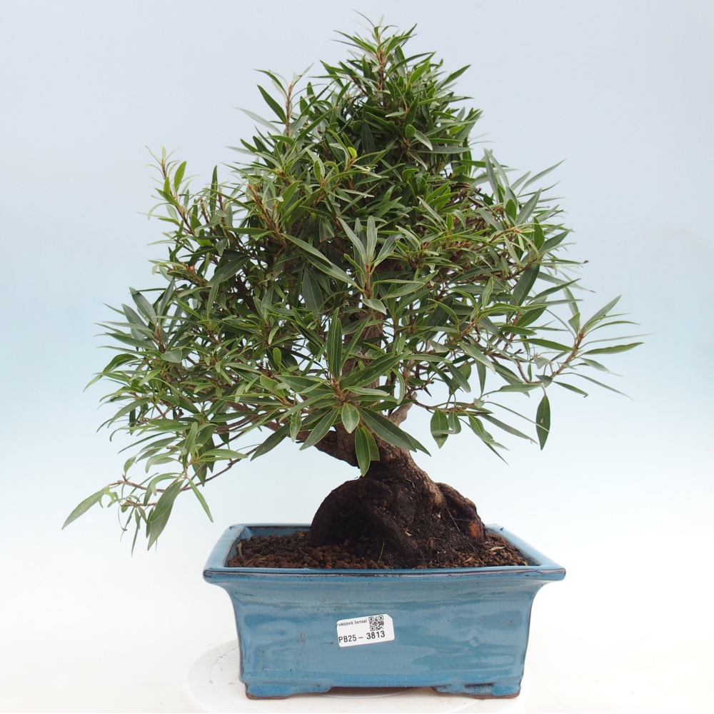 Room bonsai - Ficus nerifolia - small-leaved ficus