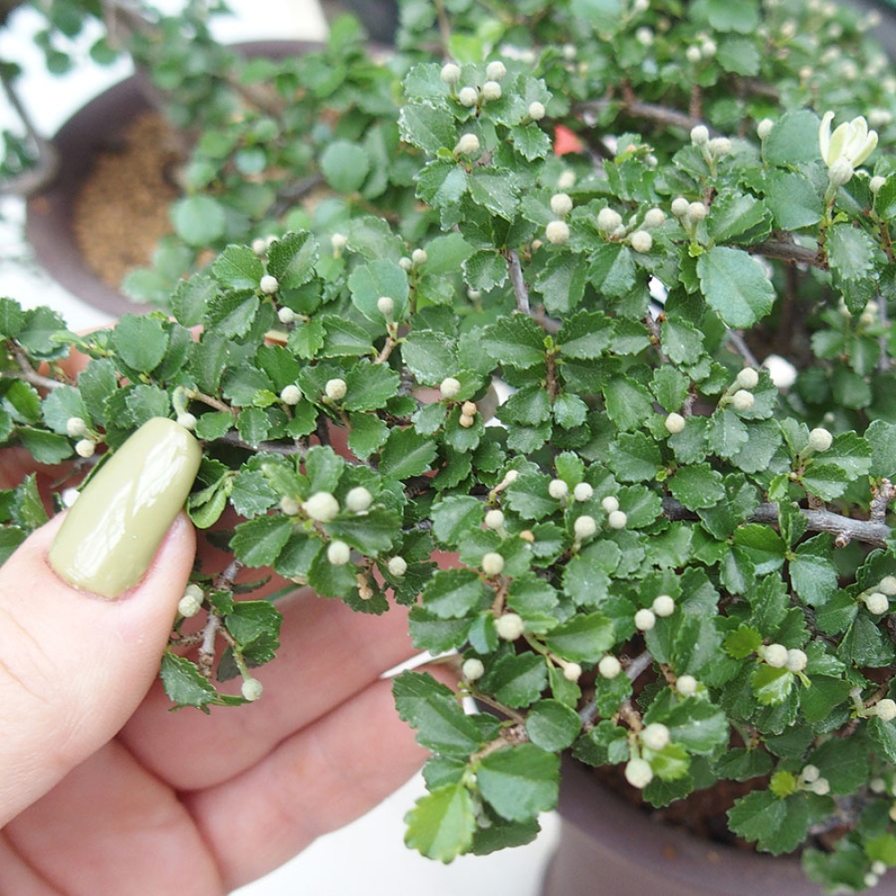 Indoor bonsai - Grewia sp. - Small-leaved Grewie