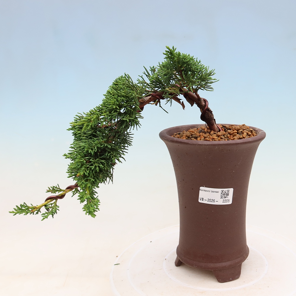 Outdoor bonsai - Juniperus chinensis Kishu