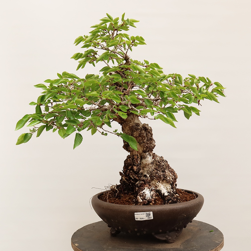 Outdoor bonsai - Carpinus Coreana - Korean hornbeam