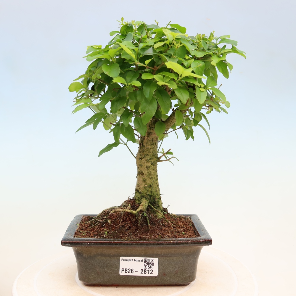 Room bonsai -Ligustrum chinensis - Birds Beak