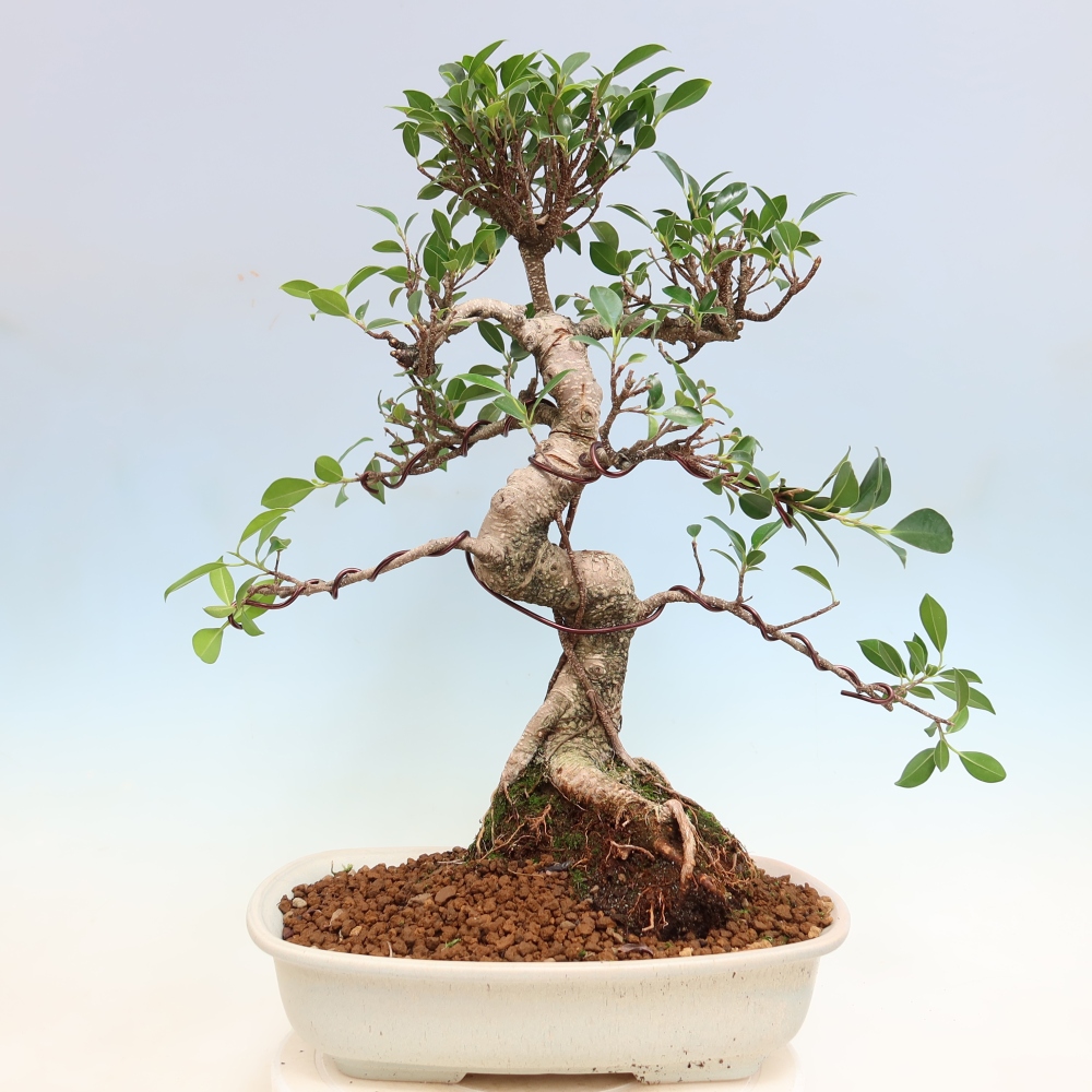 Room bonsai - Ficus kimmen - small-leaved ficus