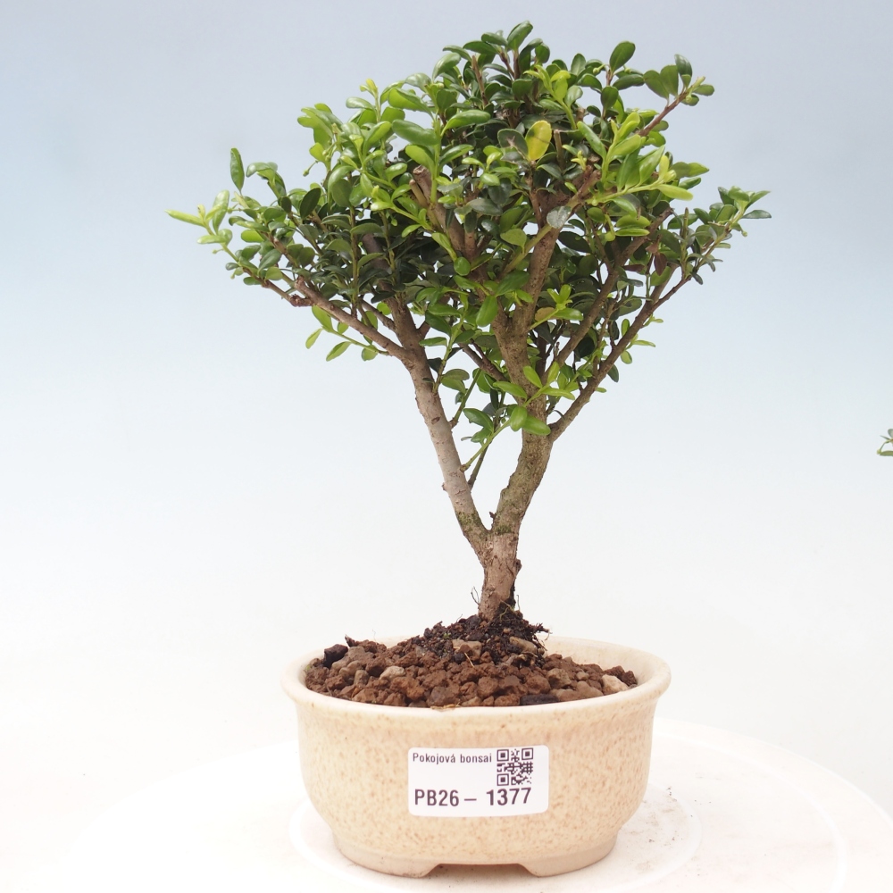 Room bonsai - Ilex crenata - Holly