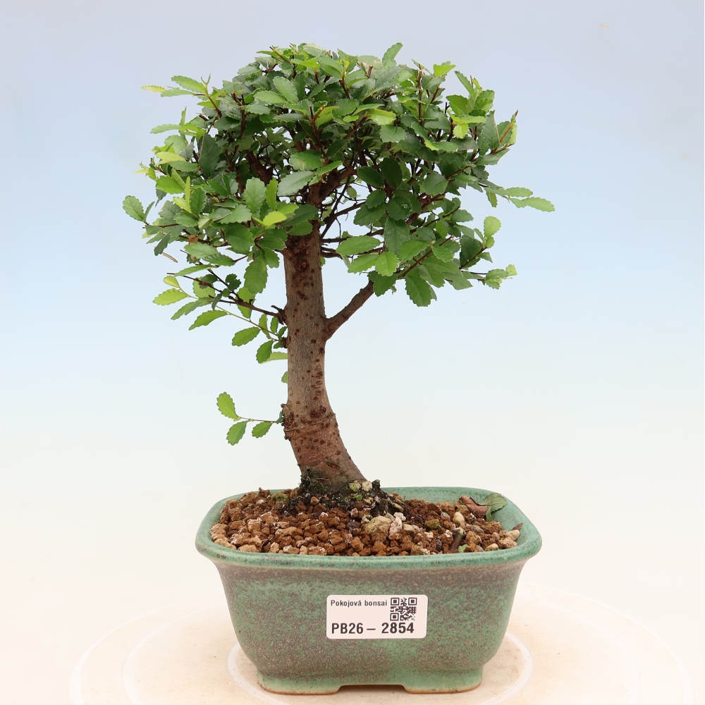 Room bonsai - Ulmus parvifolia - Small-leaved elm