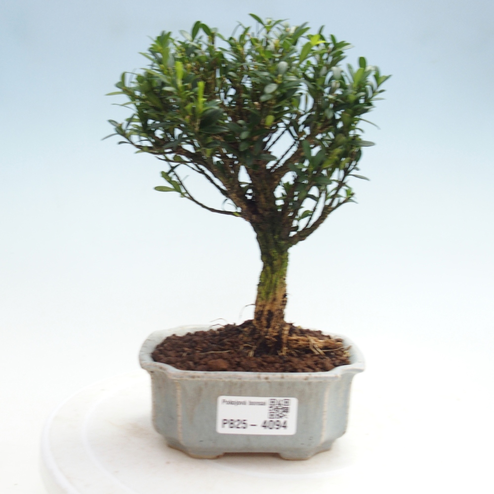 Room bonsai - Buxus harlandii - cork buxus