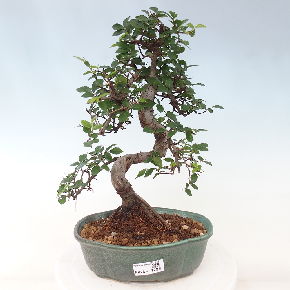 Room bonsai - Ulmus parvifolia - Small-leaved elm