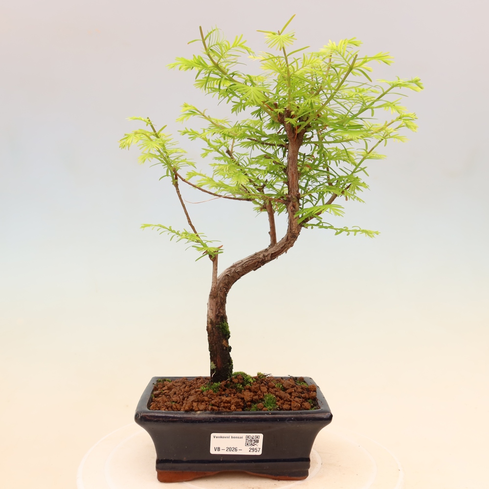 Outdoor bonsai - Metasequoia glyptostroboides - Chinese Metasequoia