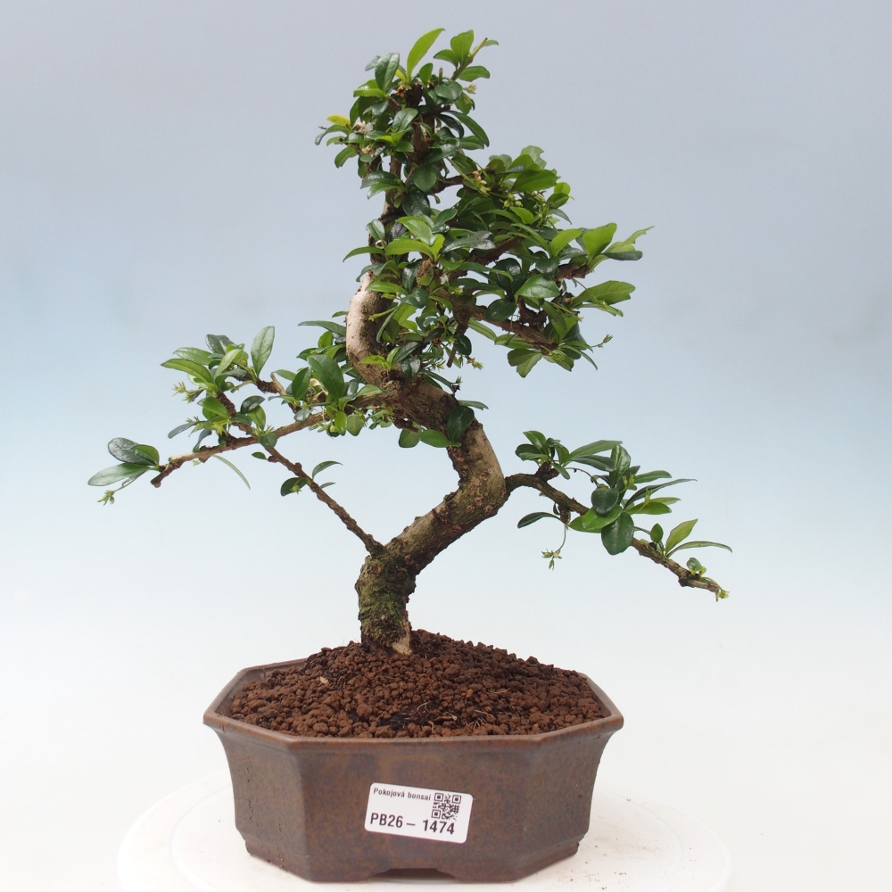 Room bonsai - Carmona macrophylla - Tea fuki