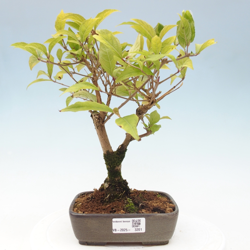 Outdoor bonsai - callicarpa jap Leucocarpa